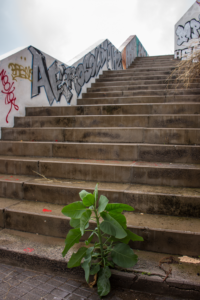 Steile Treppe mit Pflanze